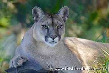 The Bizzare Brexit Side-Effect: Endangered Animals Abandoned