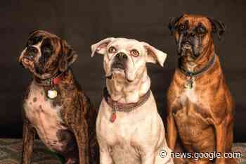 Ren's Pets gives $20 voucers for licensing pets in Brampton ... - insauga.com