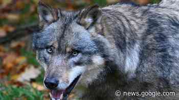 Tiere - Dresden - CDU-Fraktion fordert Regulierung der ... - Süddeutsche Zeitung - SZ.de