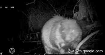 Bioloog dolblij: voor het eerst een bever gespot in Amsterdam - Hart van Nederland