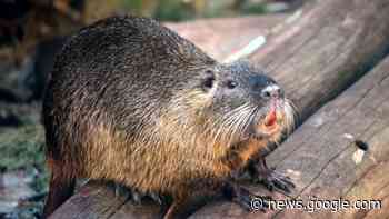 Hoogheemraadschap: “Meld waarnemingen bever bij ons” | Al het ... - Kontakt