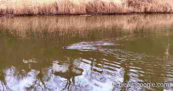 Fabeltjeskrant herleeft in Nijmegen: Ed en Willem Bever in 't Meertje - AD