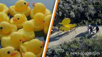 Rik vertelt: verwijst de badeendjes-opdracht in WIDM naar de Mol? - RTL Boulevard