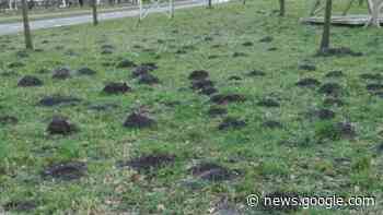 Waar is de Mol? Rotterdam treedt in de voetsporen van de mol - De Havenloods