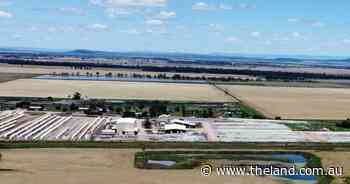 Cotton gin proposal for Colly Blue