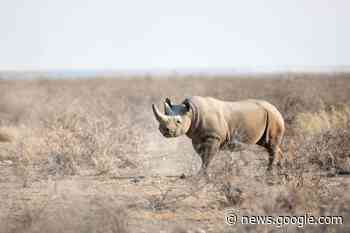 Twice as many rhinos killed as poaching increases in Namibia - Ealing Times