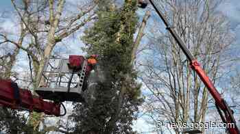 «Faire une voie verte en coupant des arbres est un non-sens » - Léman Bleu