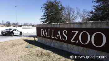 A real zoodunit: Monkeys found but mystery deepens in Dallas - Nanaimo News NOW