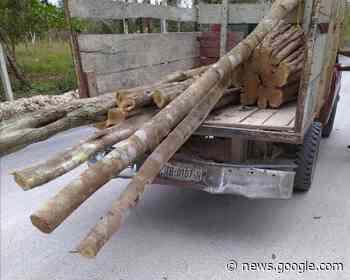 Ejidatarios de Bacalar Denuncian que Continúa la Tala Clandestina ... - Diario Cambio 22