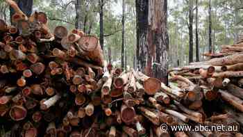 WA timber towns to lose nearly 70 jobs in two weeks ahead of native logging ban