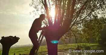 IVN zoekt vrijwilligers voor knotten van wilgen in Olst-Wijhe ... - De Stentor