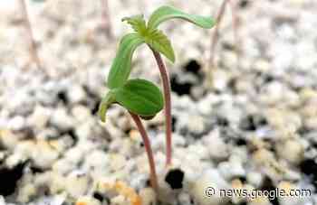 Tecniche di avanguardia per la coltivazione della canapa: MAP a ... - www.floraviva.it