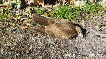 L'amore per la vita, salvata poiana ferita a Rio Vivo - Termoli Online