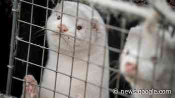 Wissenschaft - Vogelgrippe bei Nerzen: Neuer Anpassungsschritt ... - Süddeutsche Zeitung - SZ.de