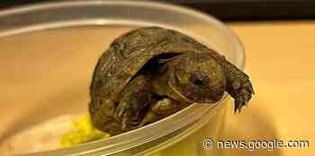 Weeze: Geschützte Schildkröte im Flugzeug unterwegs - Rheinische Post