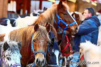 Pferdemarkt in Leonberg: Zum Neustart rocken Eddy und seine ... - Stuttgarter Zeitung