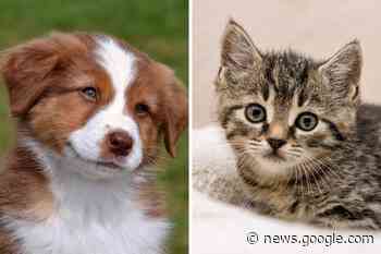 Pets At Home: Most popular celebrity pet names in UK revealed ... - Dudley News