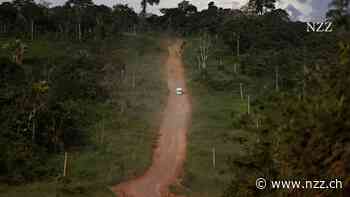 Mit Zertifikaten den Wald und die Welt retten? Diese Hoffnung zerplatzt