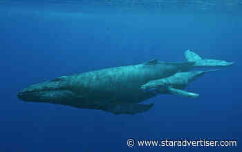 Extra vigilance urged around mother humpback whales and calves