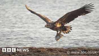 Isle of Wight sea eagles: No criminality found in death probe