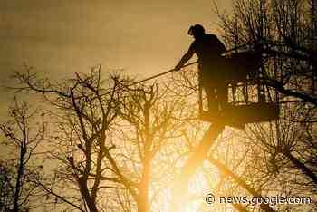 Photovoltaik gegen Baumschutz in Marl Auch städtische Bäume ... - Marler Zeitung