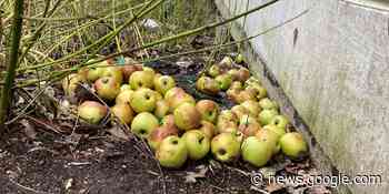 Marl - Alte Reifen entsorgt, jetzt liegt altes Obst da - Marler Zeitung