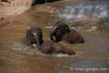 Mammals living in groups may live the longest, study suggests - St Helens Star