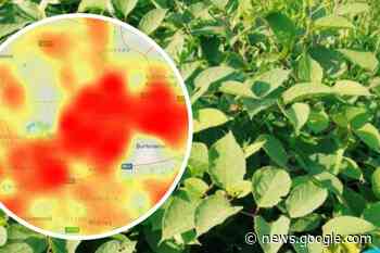 St Helens remains hotspot for Japanese knotweed - St Helens Star