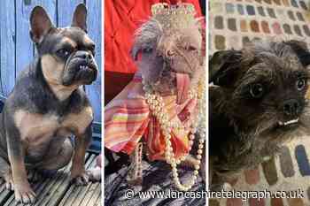 Ugliest dog in the UK 2023 revealed: See the winner of the competition
