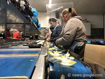 Week van het Witloof: op bezoek bij telers Magnus in Merchtem - Ring TV