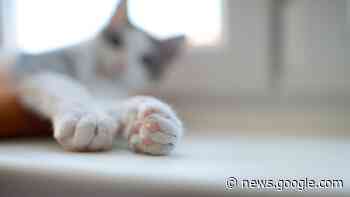 Schüsse im Kreis Verden? Kater stirbt durch Metallkugeln - t-online