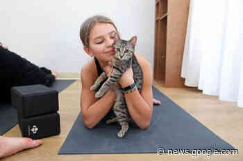 Yoga studio holds classes with kittens – Brandon Sun - The Brandon Sun