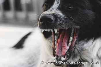 Lancaster: Police launch appeal after dangerous dog attack