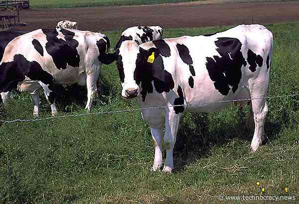 Got Milk? China Building Herd Of Mutant GMO Super Cows
