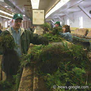 DEC's Annual Tree and Shrub Seedling Sale is Now Open - Rockland Report