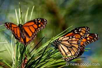 Monarch butterfly numbers rebound in California - Hackney Gazette