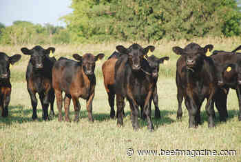 Translating and Applying Genomic EPDs