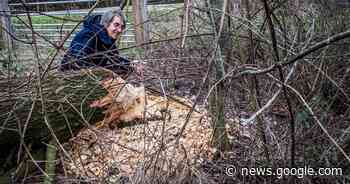Wouter uit Groesbeek pleit voor latrelatie met de bever - AD