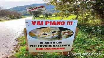 Agropoli. Cartelli sulla Ss18, gattino invita a rallentare: "Qui ci abito io" - Voce di Strada