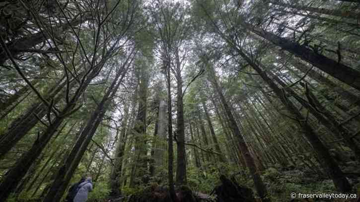 Competition Bureau to investigate industry claims of sustainable forestry management