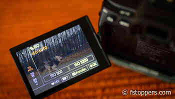 How to Use the Auto ISO Setting in the Best Possible Way
