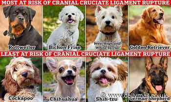 Study reveals the breeds most likely to suffer from painful cranial cruciate ligament ruptures