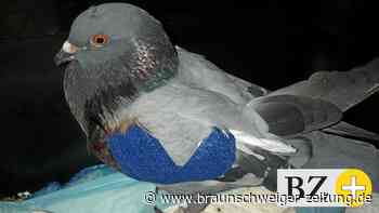 Verein „Stadttiere Braunschweig“: Schüsse auf Tauben am Schloss