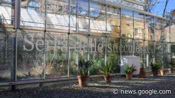 Pisa, l’Orto botanico si rifà il look: nuove vetrate per tutelare i volatili - LA NAZIONE