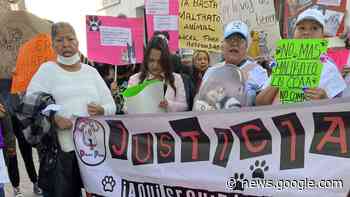 Alcalde de Silao invita a diputada a visitar el CAAN; niega ... - Zona Franca