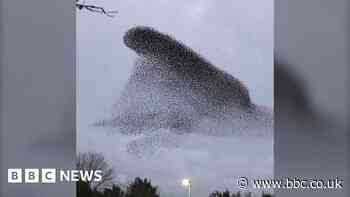 Tewkesbury starling murmuration captured on camera