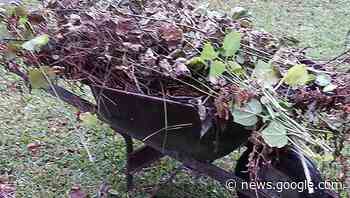 MASTER GARDENER — See why February is time to spruce up the ... - The Port Arthur News