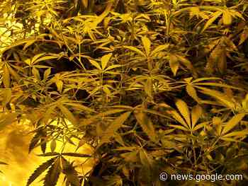 Telford cannabis 'gardener' to face sentence after £147000 drugs ... - Shropshire Star