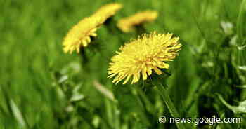 Casual Gardener: Weedkiller spells chemical bother - The Irish News - The Irish News