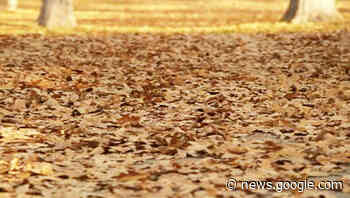 MASTER GARDENER — Fallen leaves are nutrient rich and ... - Orange Leader